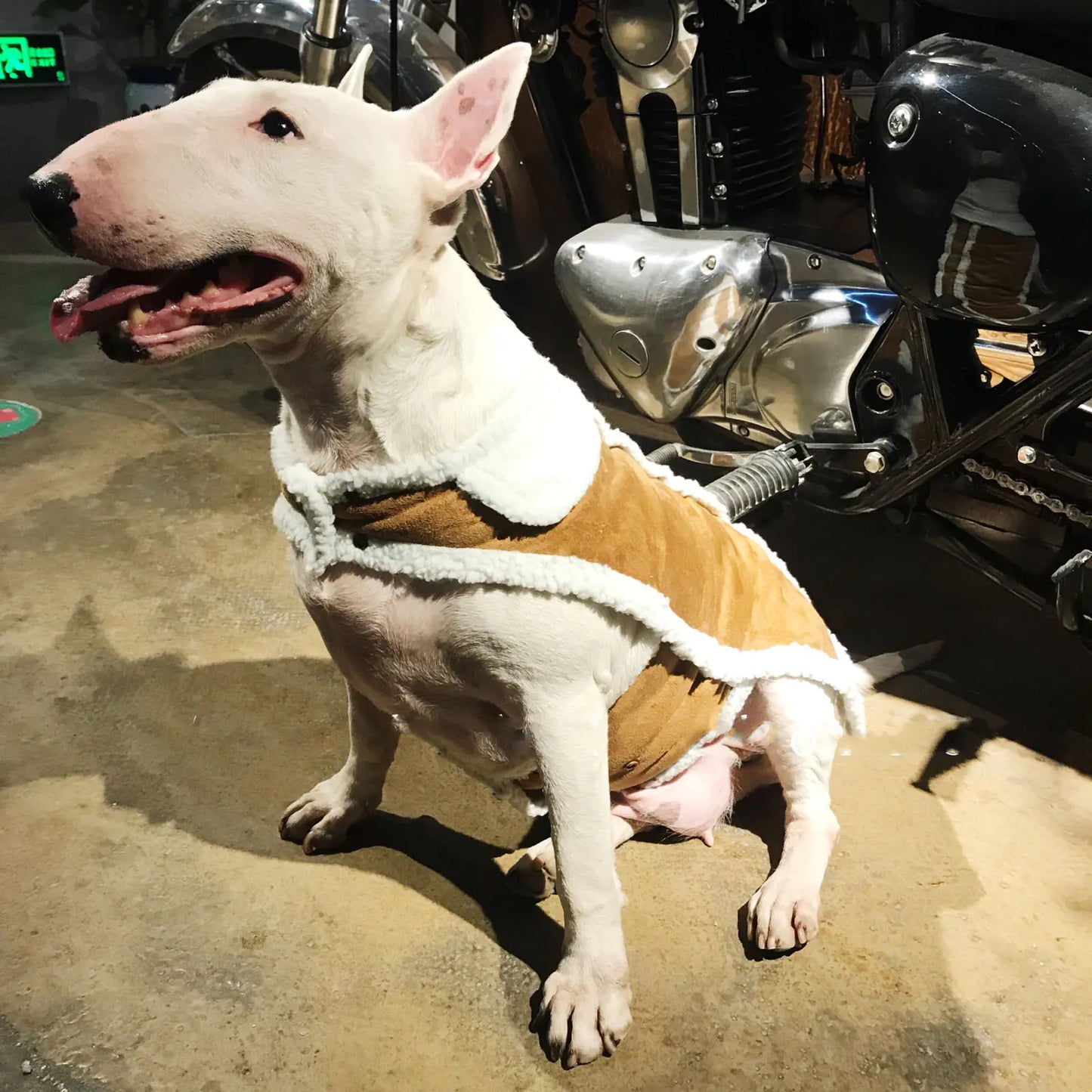 Fashionable Simple Pet Vest for Autumn and Winter